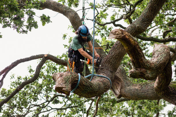 Best Hedge Trimming  in East Foothills, CA